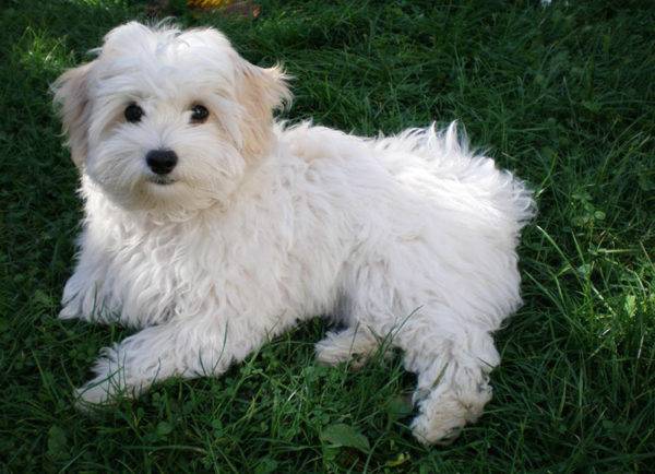 Italian lap-dog