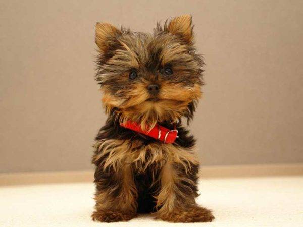 Yorkshire Terrier