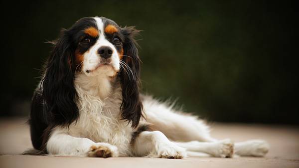 Cavalier