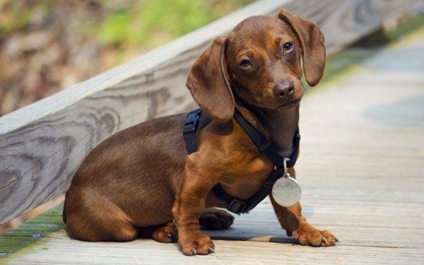 Rabbit Dachshund