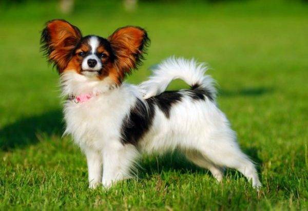 Papillon
