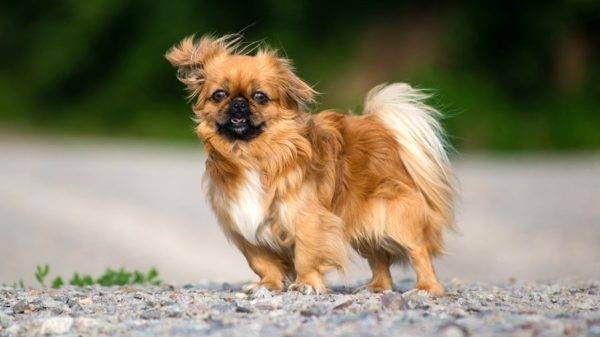 Pekingese