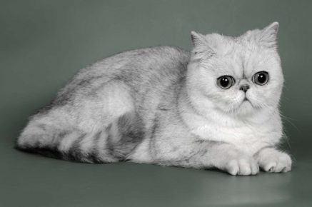 Exotic Shorthair Cat