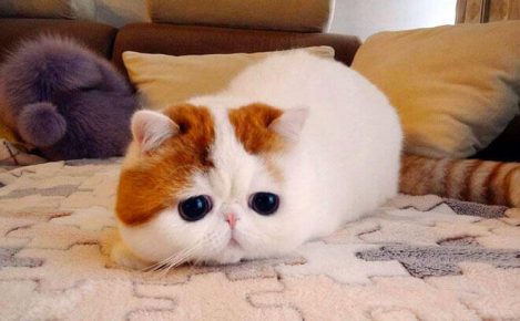Exotic Shorthair on the couch
