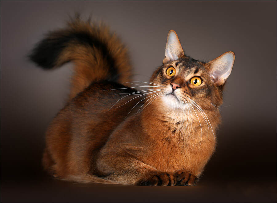 Somali cat