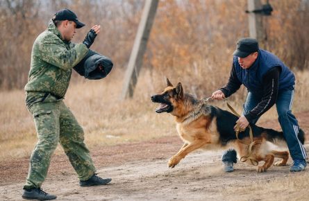 Dog on training