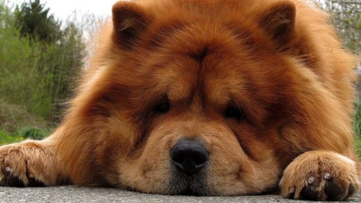 Chow chow red