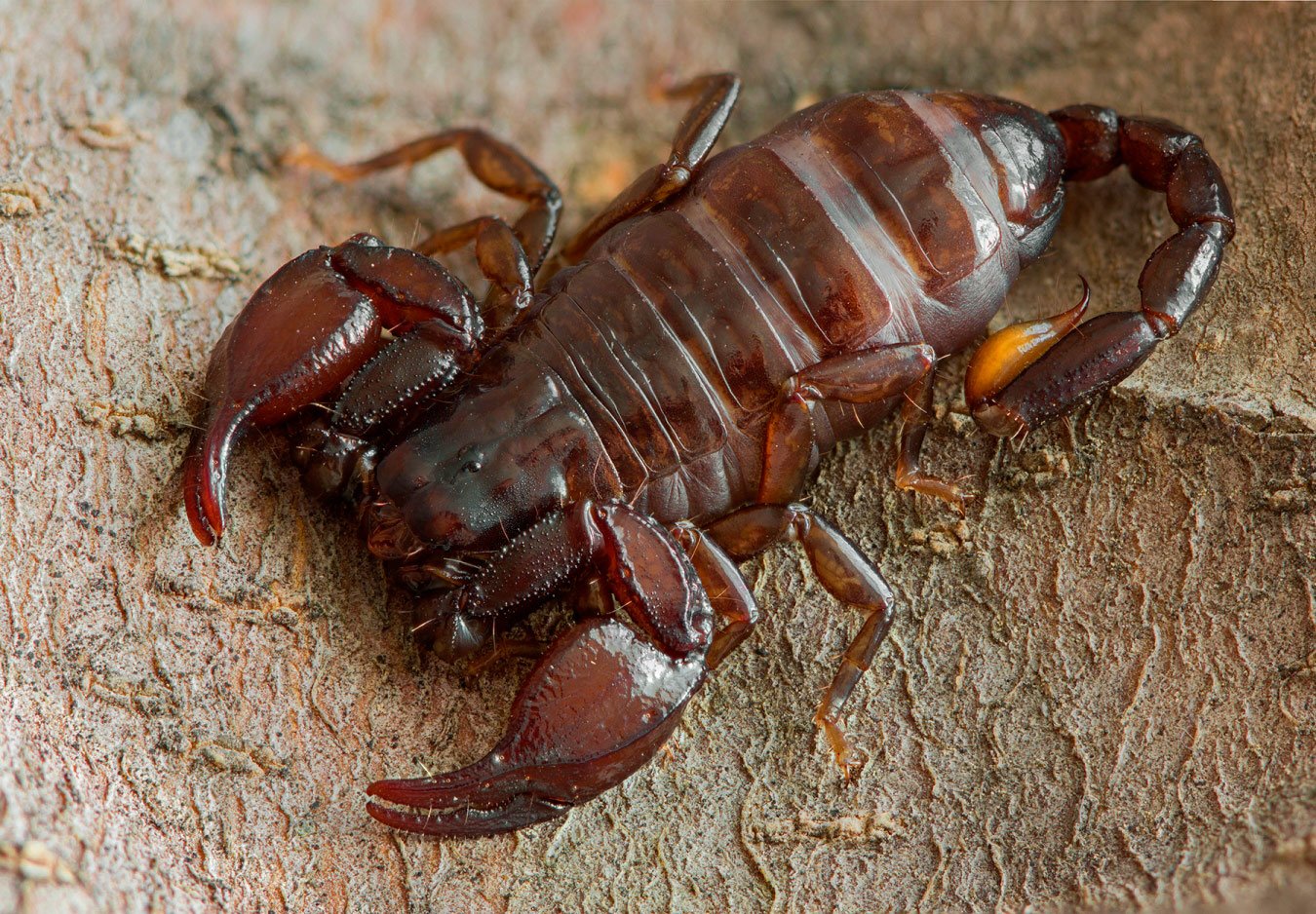Pregnant female scorpion
