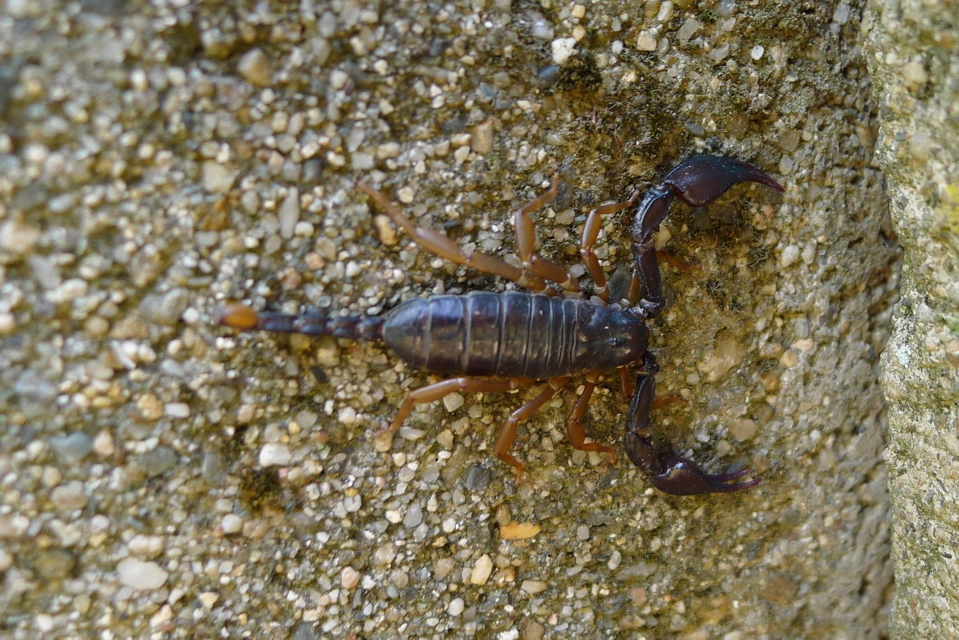 Scorpio in the sand