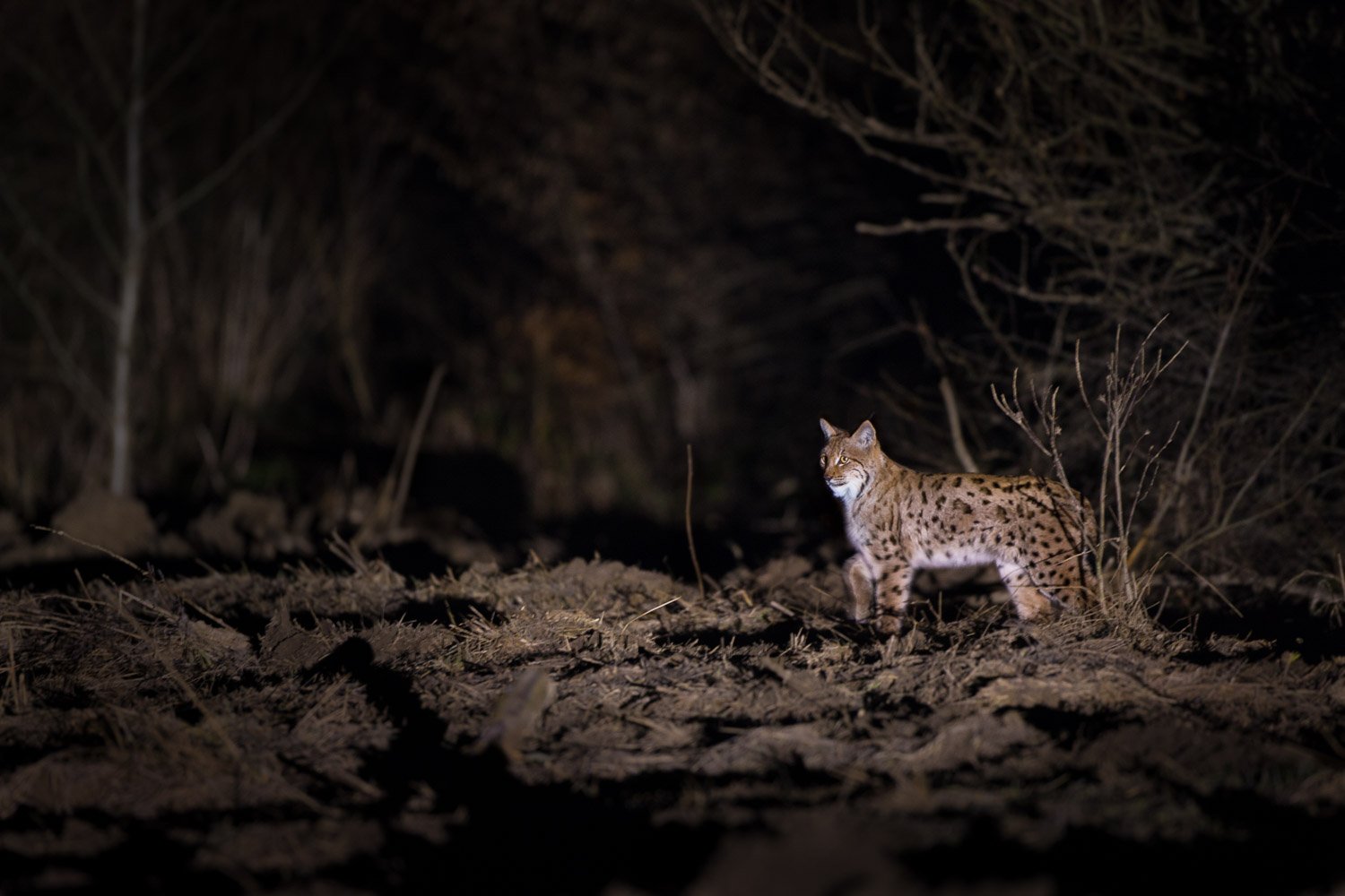Lynx on a night hunt