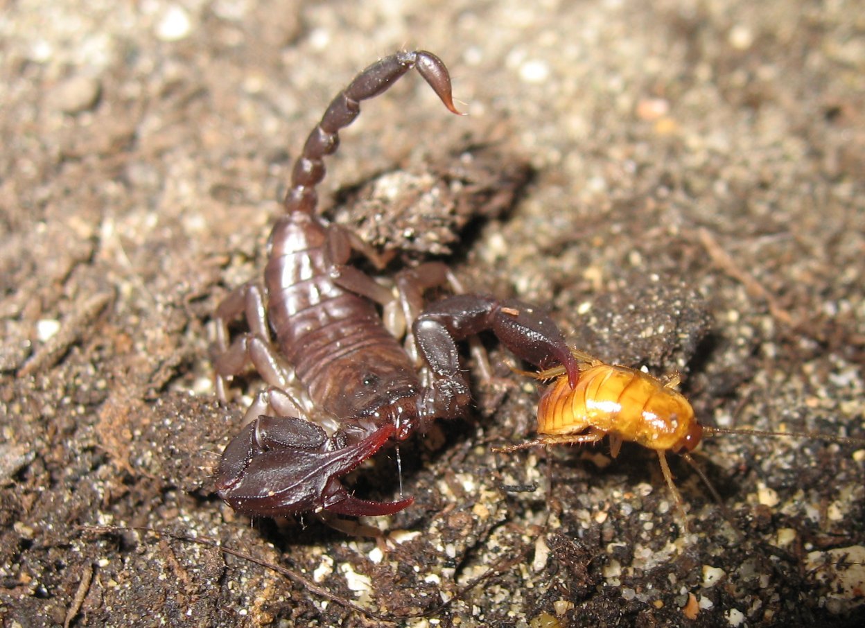Scorpion caught prey