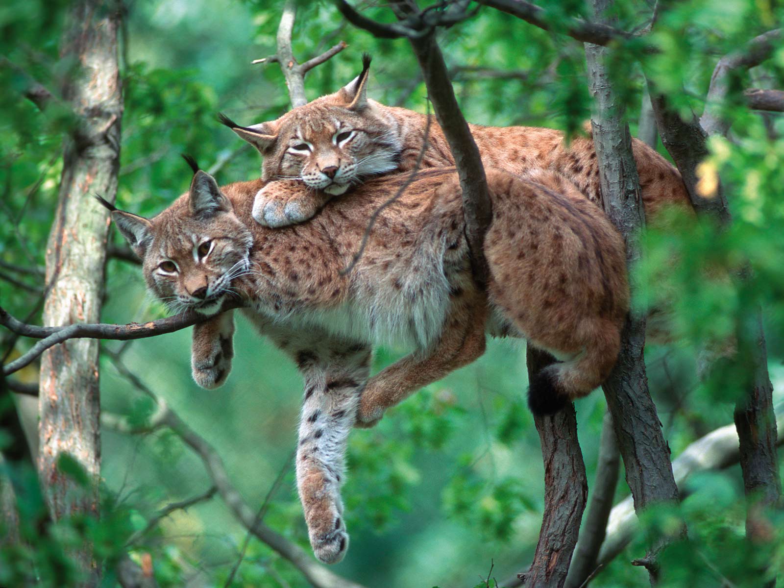 Lynx resting on the branches