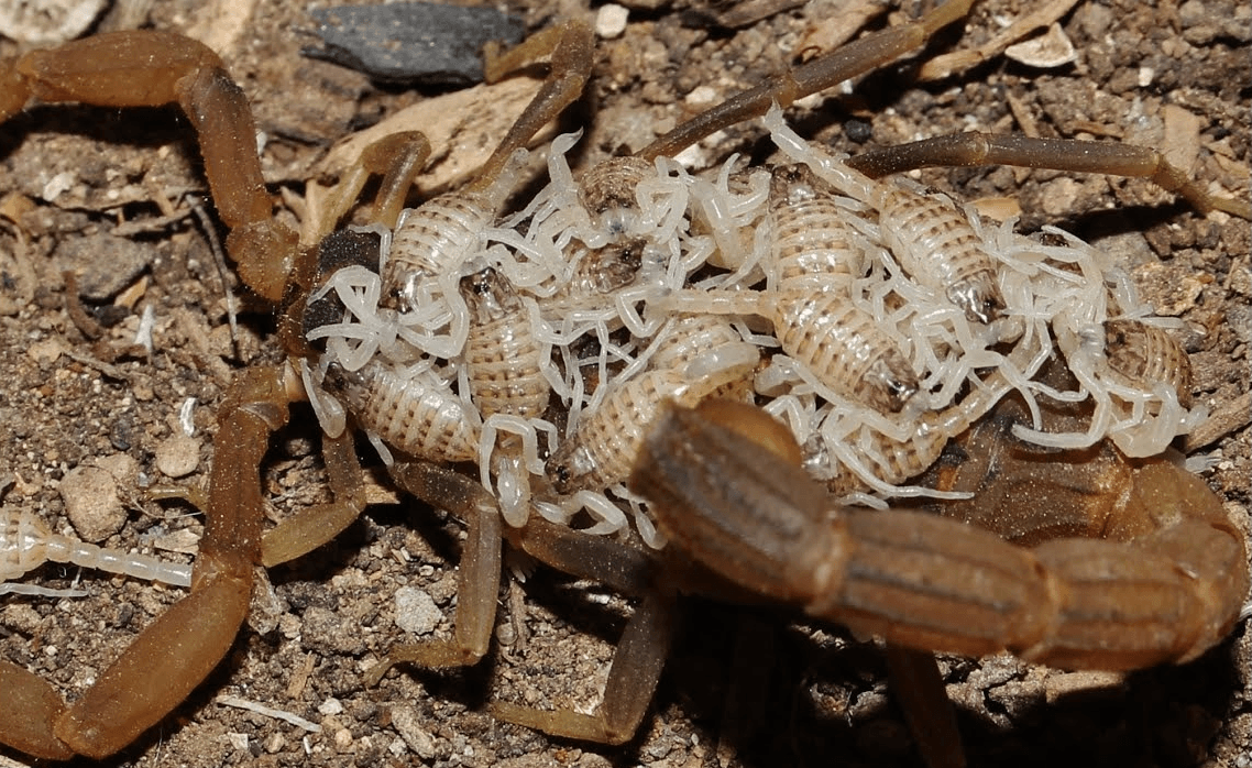 Scorpio with offspring
