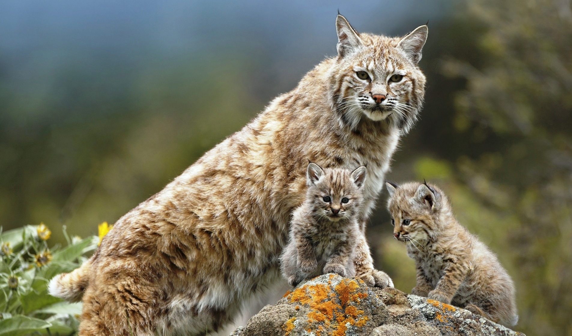 Lynx with lynxes
