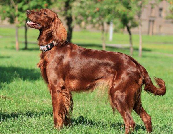 Irish Setter