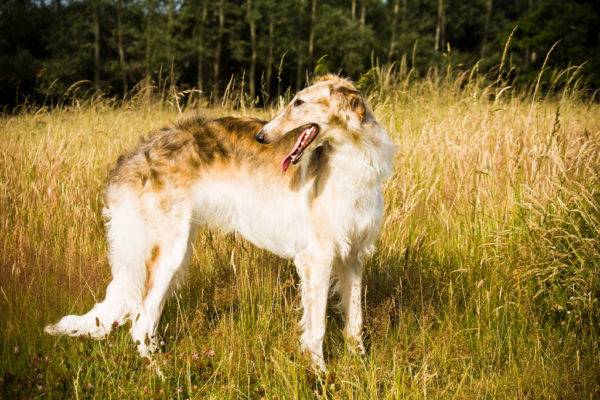 Russian Canine Greyhound
