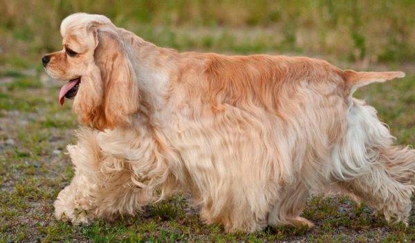American Cocker Spaniel