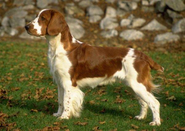 Russian Hunting Spaniel