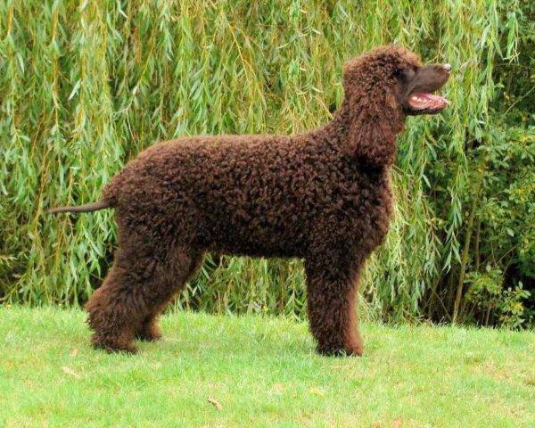 Irish Water Spaniel