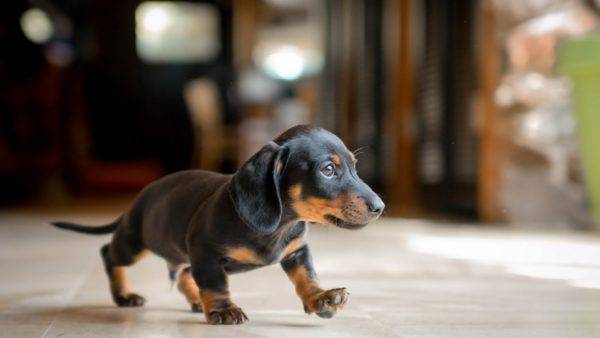 dachshund