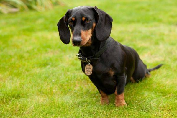 smooth coat
