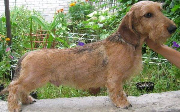 wire-haired dachshund