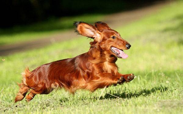 long haired dachshund