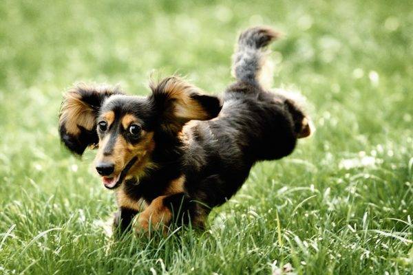 Rabbit Dachshund