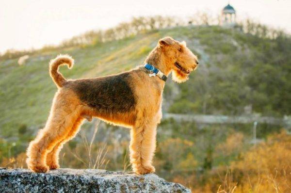 Airedale