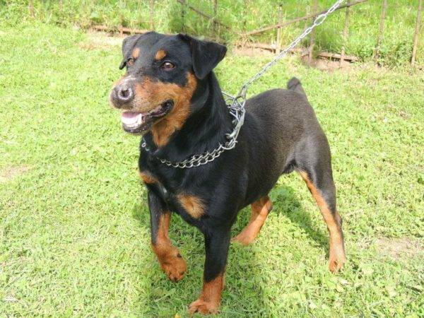 Jagdterrier