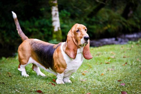 Basset