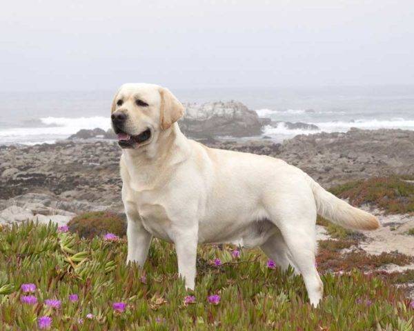 Labrador Retriever