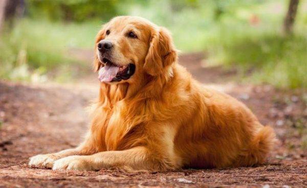 Golden retriever