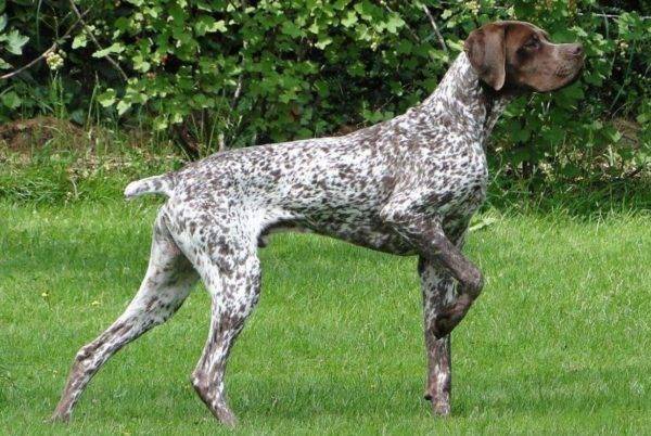 French Gascon Pointer