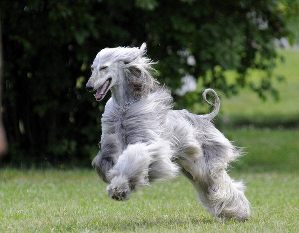 Afghan Hound