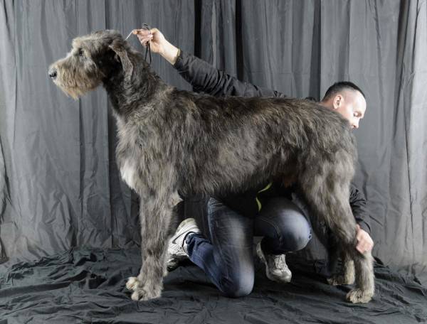 Irish Wolfhound