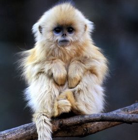 Snub-nosed monkey