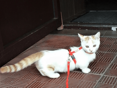 cat Manchikin walks in harness