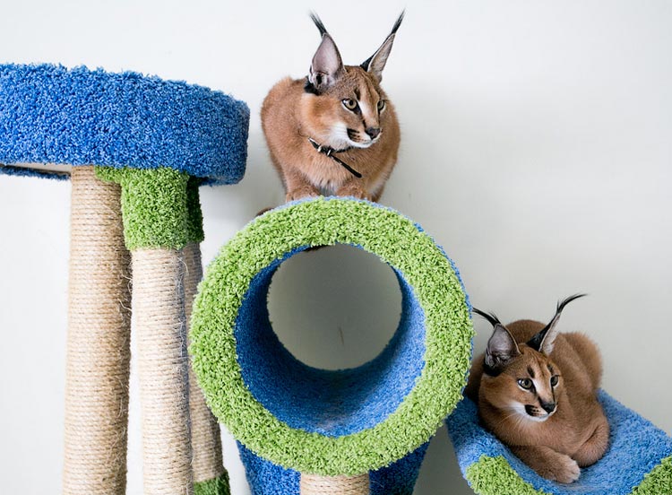 Caracal breed cats in the house