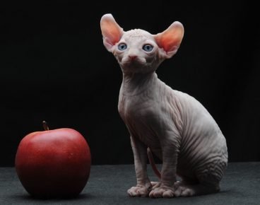 Cat Elf and the apple