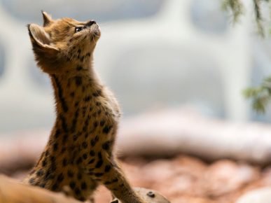 Serval kitten
