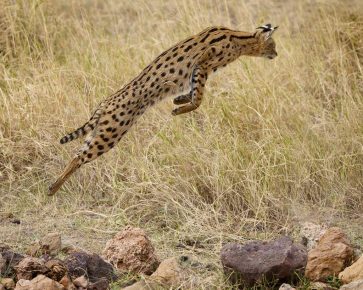 Serval in the jump for prey