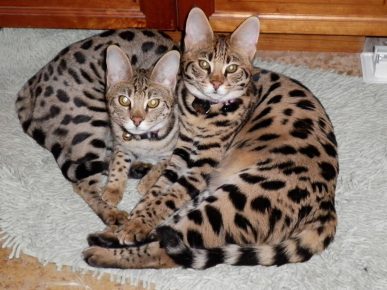 Two kittens of breed savannah