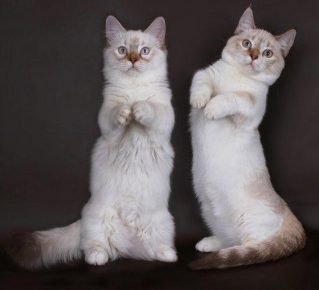 Manchikin breed cats sit like a kangaroo