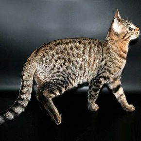 Serengeti breed cat