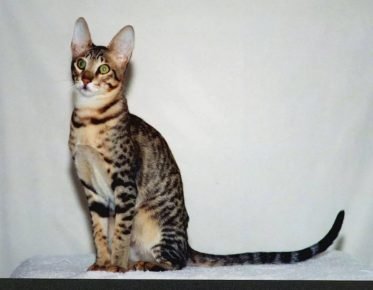 Serval-like cat