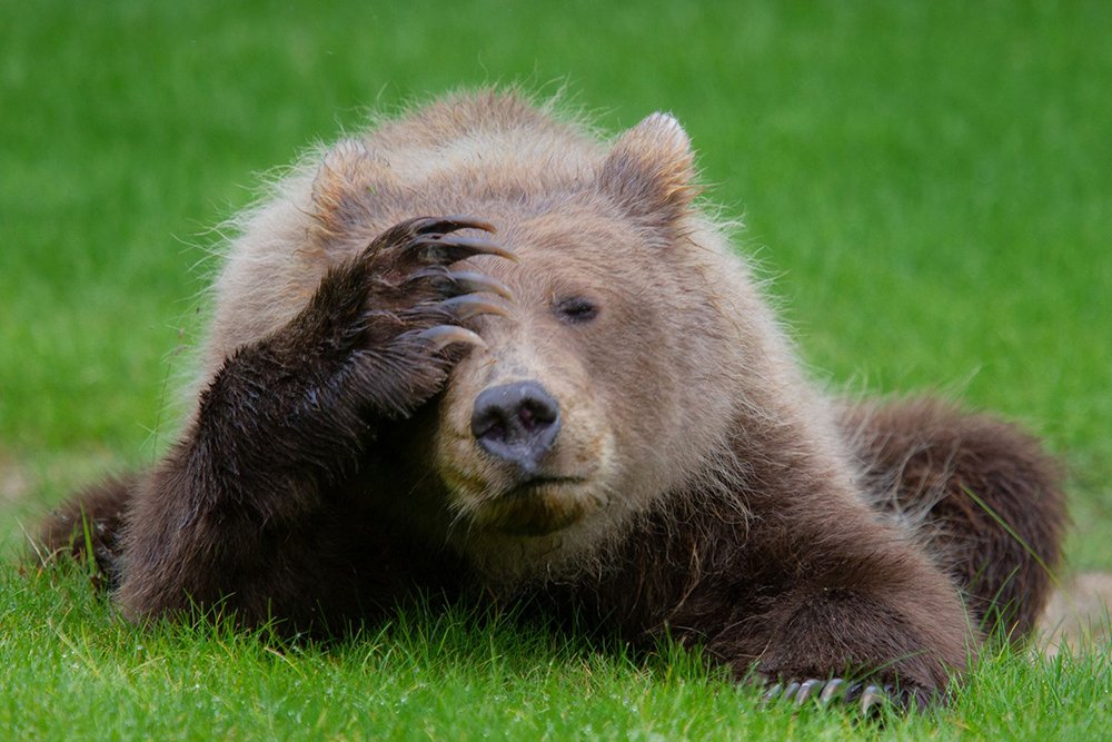 Bear