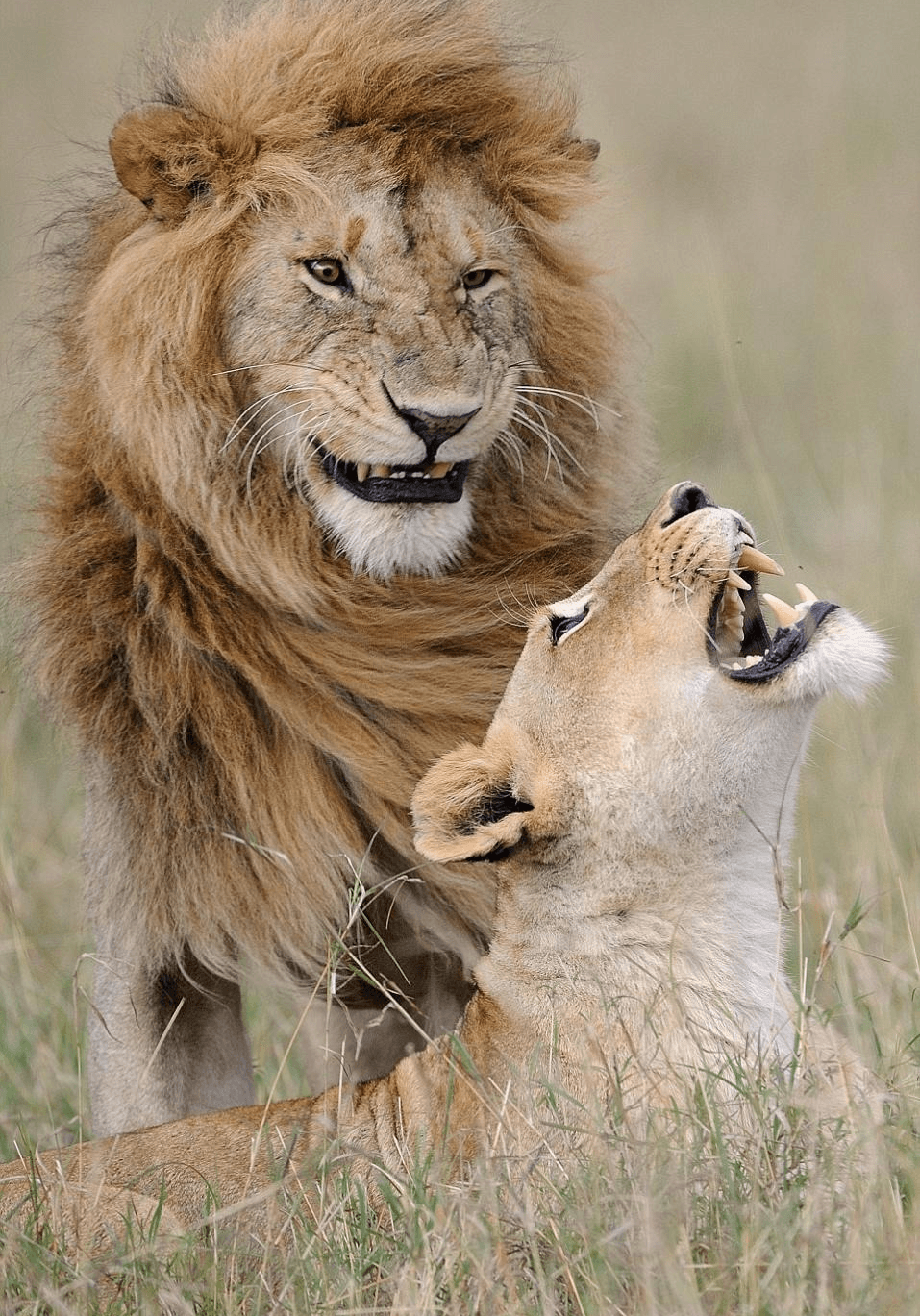 Lion with a lioness