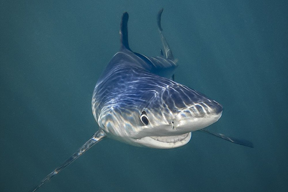 Shark smiles