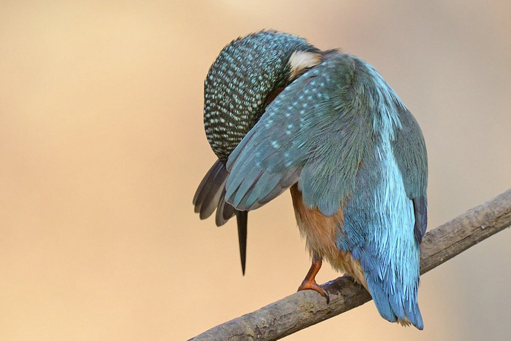 the bird closed its wing